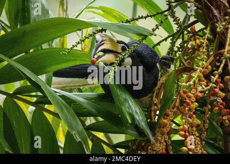 Fütterung von Beeren durch orientalischen Rattenhornvogel (Anthracoceros albirostris) Stockfoto