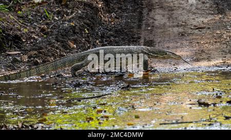 Asiatischer Wasser-Waran (Varanus Salvator) Stockfoto