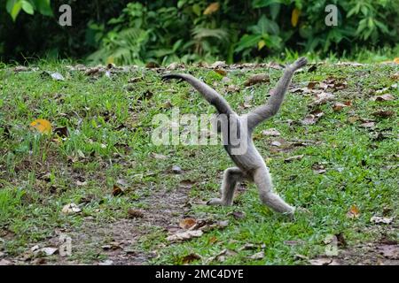 Agile Gibbon oder Black-Hand Gibbon (Hylobates agilis), die über Clearing laufen Stockfoto