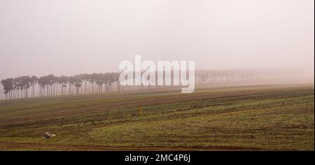 Weihnachtsbäume in einer Reihe gepflanzt, im Nebel. Stockfoto