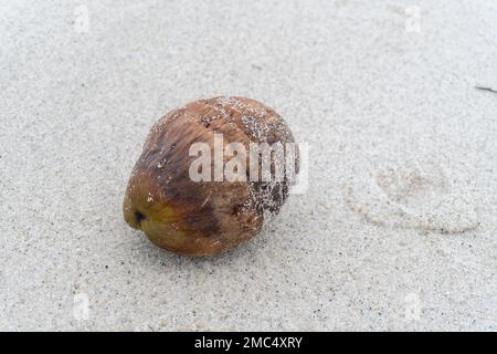 Alte Kokosnüsse am Rand eines weißen Sandstrands inmitten der Naturlandschaft Stockfoto