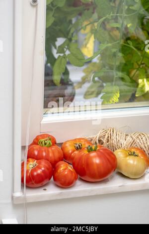 Reife rote Tomaten auf dem Fenstervorsprung Stockfoto