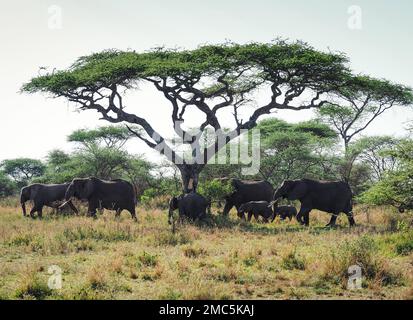 23. September 2022, Tansania, Nyabogati: Elefanten (Loxodonta africana) gehen an einem Baum durch das Gras im Serengeti-Nationalpark vorbei. Der Park im Norden des Landes ist einer der bekanntesten und größten Nationalparks der Welt und gehört zum UNESCO-Weltkulturerbe. Foto: Soeren Stache/dpa Stockfoto