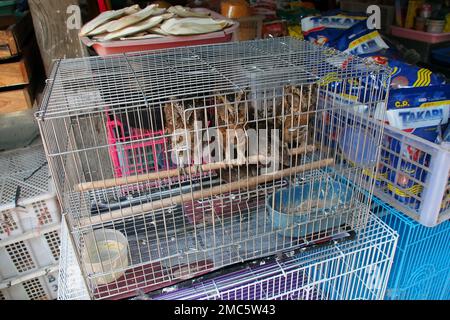 Eulen in Käfigen, Vogelmarkt, Yogyakarta, Java, Indonesien Stockfoto