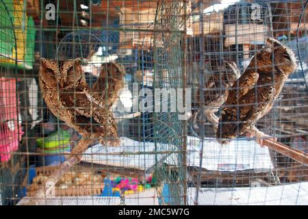Eulen in Käfigen, Vogelmarkt, Yogyakarta, Java, Indonesien Stockfoto