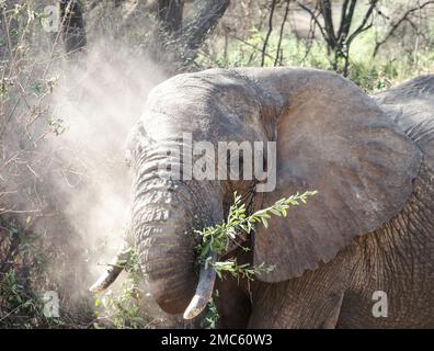 23. September 2022, Tansania, Nyabogati: Ein Elefant (Loxodonta africana) spaziert im Serengeti-Nationalpark an Bäumen und Büschen vorbei und wirft mit seinem Stamm Sand nach oben. Der Park im Norden des Landes ist einer der bekanntesten und größten Nationalparks der Welt und gehört zum UNESCO-Weltkulturerbe. Foto: Soeren Stache/dpa Stockfoto