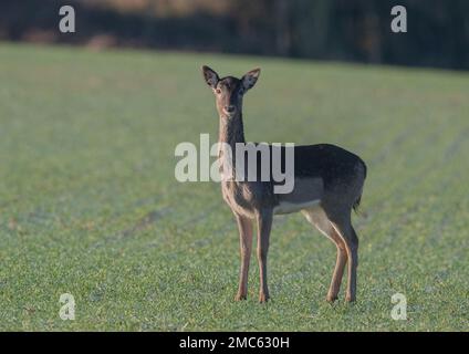 Ein weibliches Damhirsch steht in der Bauernernernte, ihr fleckiger Wintermantel wird durch den Sonnenaufgang hervorgehoben. Ein frostiger Morgen. Suffolk UK. Stockfoto