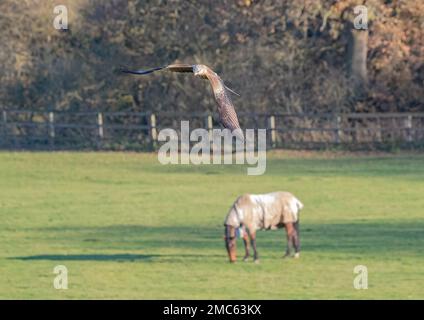 Eine einzigartige Aufnahme eines Roten Drachen (Milvus milvus), der über ein Pferd fliegt und in Ruhe auf der Wiese grast. Zu groß zum Essen. Suffolk, Großbritannien Stockfoto