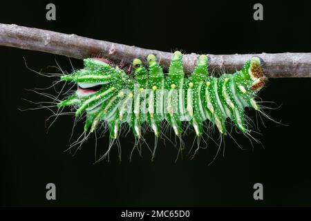 Chinesische Mondmotte (ACTIAS dubernardi) 4. instar Raupe. Stockfoto