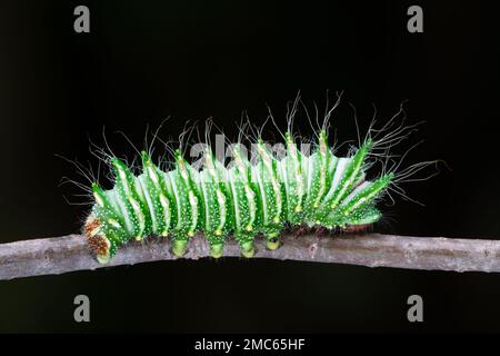 Chinesische Mondmotte (ACTIAS dubernardi) 4. instar Raupe. Stockfoto