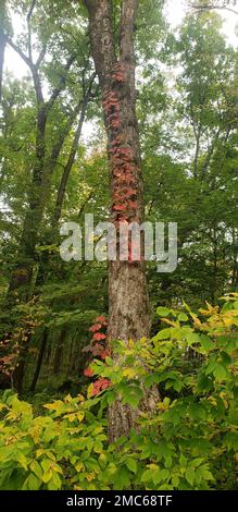 Eine vertikale Aufnahme der Bäume im Wald Stockfoto