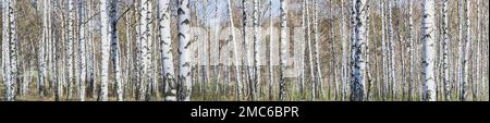 Birkenhain an einem sonnigen Frühlingstag, Landschaftsbanner, riesiges Panorama Stockfoto