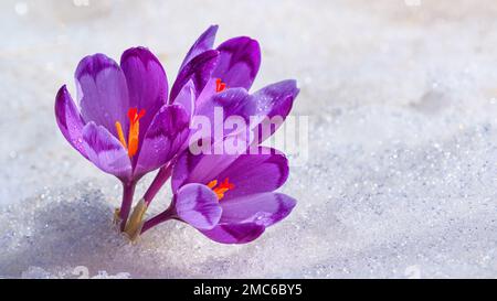 Krokusse - blühende lila Blüten, die sich im Frühjahr unter dem Schnee ihren Weg bahnten, Nahaufnahme mit Platz für Text Stockfoto