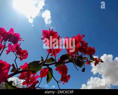 Ein kleiner Winkel von Bougainvillea-Blumen am hellen Himmel unter den Sonnenstrahlen Stockfoto