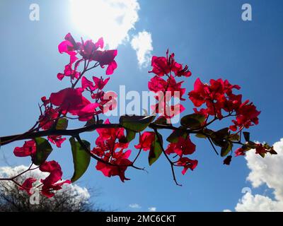 Ein kleiner Winkel von Bougainvillea-Blumen am hellen Himmel unter dem Sonnenlicht Stockfoto
