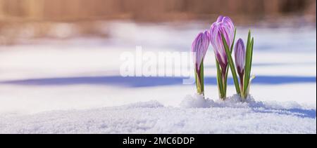 Krokusse - blühende lila Blüten, die sich im Frühjahr unter dem Schnee ihren Weg machen, Nahaufnahme mit Platz für Text, Banner Stockfoto