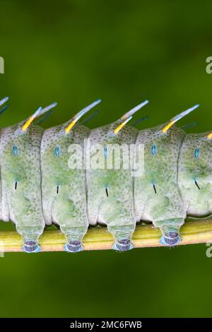 Lorquins Atlas-Motte (Attacus lorquini)-Abstract von Beinen und Segmenten einer 4.-instaren Larve. . Fotografiert auf den Philippinen. Stockfoto