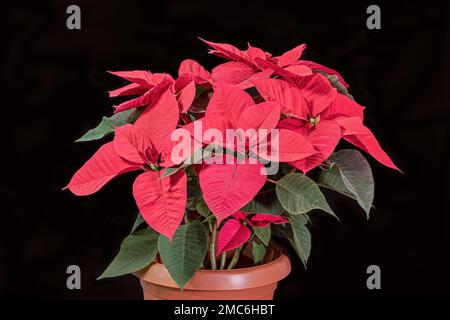 Große leuchtend rote Poinsettia Pflanze in einem rostfarbenen Topf mit schwarzem Hintergrund Stockfoto