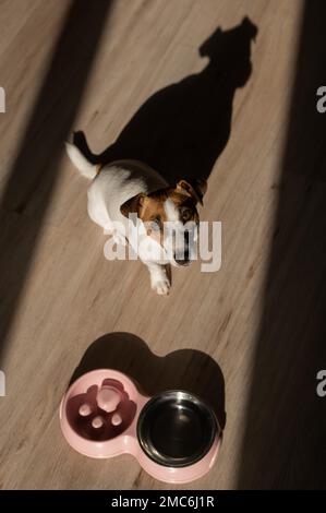 Eine Doppelschüssel für langsames Füttern und eine Schüssel Wasser für den Hund. Draufsicht eines Jack russell Terrier Hundes neben einem rosa Teller mit Trockenfutter auf einem Holz Stockfoto