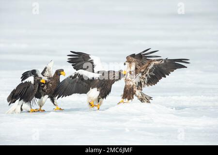 Drei Stellers Seeadler (Haliaeetus pelagicus) und Weißwedeladler (Haliaeetus albicilla), die auf einem gefrorenen See kämpfen, Hokkaido, Japan Stockfoto