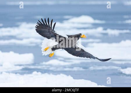 Stellers Seeadler (Haliaeetus pelagicus), der über Meereis in der Nemuro-Straße, Hokkaido, Japan, fliegt Stockfoto