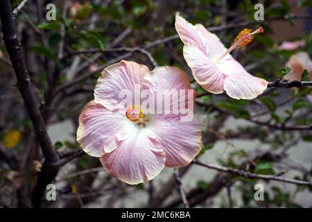 Zwei rosa Hibiskusblumen kommen näher. Stockfoto