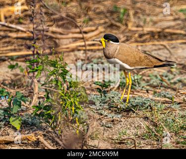 Ein gelber, wackeliger Lapwing, der auf den Baum schaut Stockfoto