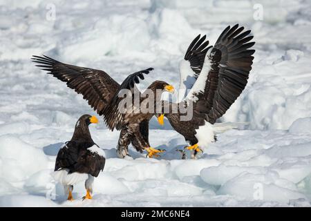 Stellers Seeadler (Haliaeetus pelagicus) kämpfen um Nahrung auf dem Meereseis der Nemuro Strait, Hokkaido, Japan Stockfoto