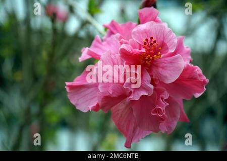 Rosa Hibiskus Blume. Stockfoto