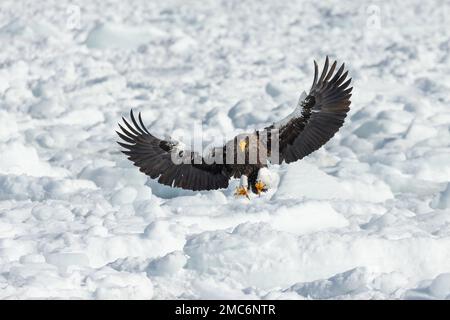 Erwachsener Steller-Seeadler (Haliaeetus pelagicus) im Flug über Meereis in der Nemuro-Straße, Hokkaido, Japan Stockfoto