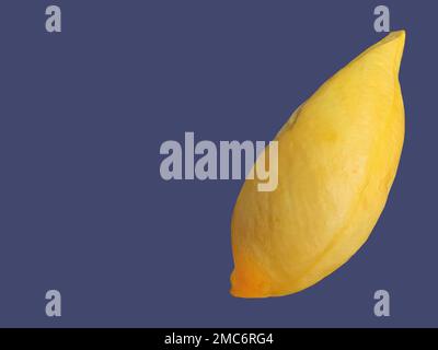 Goldgelbe Farbe Durian Fleisch, König der Früchte, natürliche Form und Form, violetter Hintergrund, isoliert, Kopierraum mit Schnittpfad, Objekt, Element Stockfoto