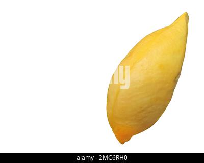 Goldgelbe Farbe Durian Fleisch, König der Früchte, natürliche Form und Form, weißer Hintergrund, isoliert, Kopierraum mit Schnittpfad, Objekt, Element Stockfoto