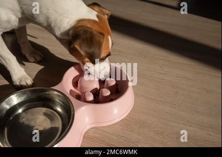 Eine Doppelschüssel für langsames Füttern und eine Schüssel Wasser für den Hund. Jack Russell Terrier-Hund isst trockenes Essen von einem rosa Teller auf einem Holzboden. Stockfoto