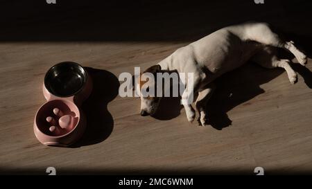 Eine Doppelschüssel für langsames Füttern und eine Schüssel Wasser für den Hund. Der Hund Jack Russell Terrier liegt neben einem rosa Teller mit trockenem Essen auf einem Holzboden. Stockfoto