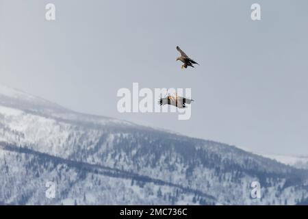 Zwei Erwachsene Weißwedeladler (Haliaeetus albicilla), die im Flug über den Shiretoko-Nationalpark, Hokkaido, Japan (sequence3 von 7) vorbeifliegen Stockfoto