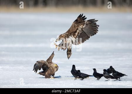 Weißwedeladler (Haliaeetus albicilla), Jugendliche und Erwachsene, die auf einem gefrorenen See kämpfen, Hokkaido, Japan Stockfoto