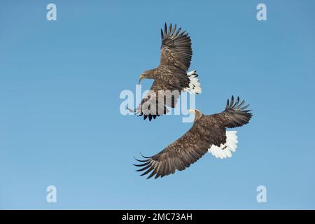 Zwei Erwachsene Weißwedeladler (Haliaeetus albicilla) im Flug, Hokkaido, Japan Stockfoto