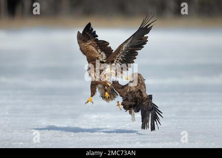 Weißwedeladler (Haliaeetus albicilla), Jugendliche und Erwachsene, die auf einem gefrorenen See kämpfen, Hokkaido, Japan Stockfoto