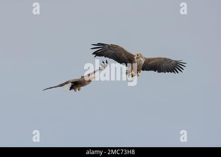 Zwei Erwachsene Weißwedeladler (Haliaeetus albicilla), Hokkaido, Japan Stockfoto