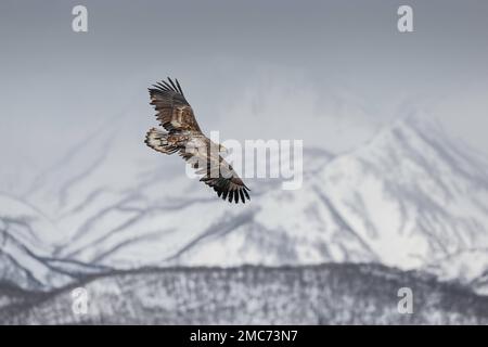 Junger Weißwedeladler (Haliaeetus albicilla) im Flug über den Shiretoko-Nationalpark, Hokkaido, Japan Stockfoto