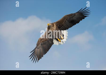 Erwachsener Weißwedeladler (Haliaeetus albicilla) im Flug, Hokkaido, Japan Stockfoto