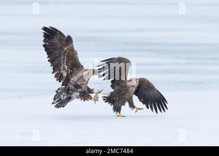 Weißwedeladler (Haliaeetus albicilla), zwei Jugendliche auf Seeis in der Nemuro-Straße, Hokkaido, Japan Stockfoto