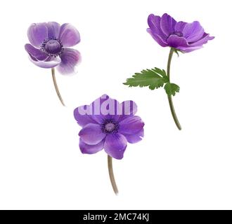 Setzt Blumen. Handbemalte Anemonen isolierter weißer Hintergrund, Blumendesign. Aquarelldarstellung. Stockfoto