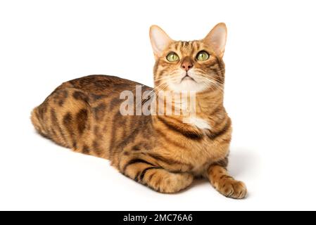 Bengalischer Kater im vollen Wachstum auf weißem Hintergrund. Studioaufnahme. Stockfoto