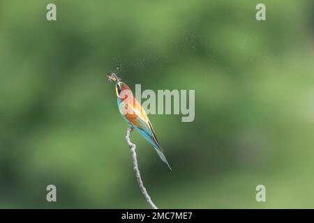 Europäischer Bienenesser (Merops apiaster) in der Nähe der Zuchtkolonie, Bratsigovo, Bulgarien Stockfoto