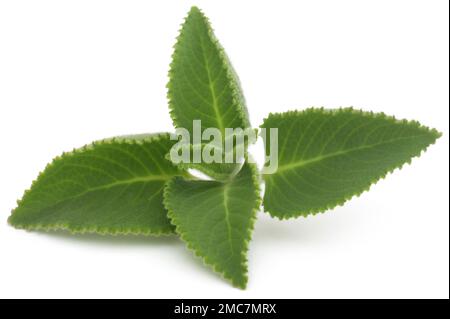 Oregano-Blätter auf weißem Hintergrund Stockfoto