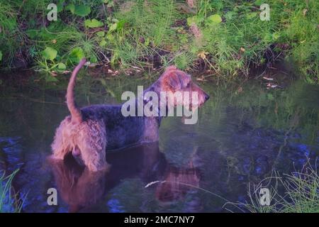 Nahaufnahme eines Airedale Terrier, der die Frische des Wassers testet. Sonniger Tag am See. Stockfoto