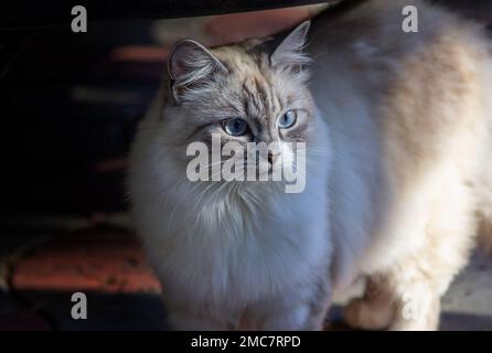 Süße flauschige siamesische Katze mit wunderschönen blauen Augen, die draußen sitzt. Stockfoto
