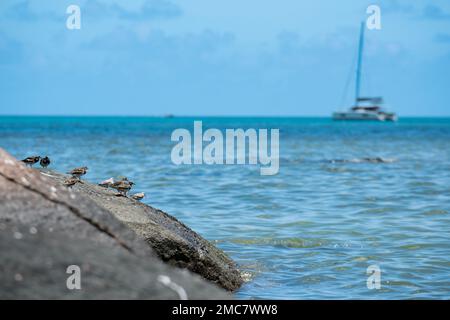 Seevögel auf einem Felsen, ein Boot im Hintergrund, am Strand von Anse Volbert auf den Seychellen. Stockfoto