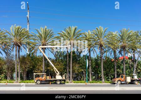 Anaheim, Kalifornien, USA – 1. November 2022: Eine Mannschaft, die in Anaheim, Kalifornien, Palmen auf einer Straße mit einem LKW mit hydraulischer Hebevorrichtung trimmt. Stockfoto